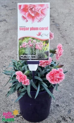 Dianthus ‘Sugar Plum’ 6″ Pot -Planters Shop Hello Hello Plants Dianthus ‘Sugar Plum Coral 6″ Pot
