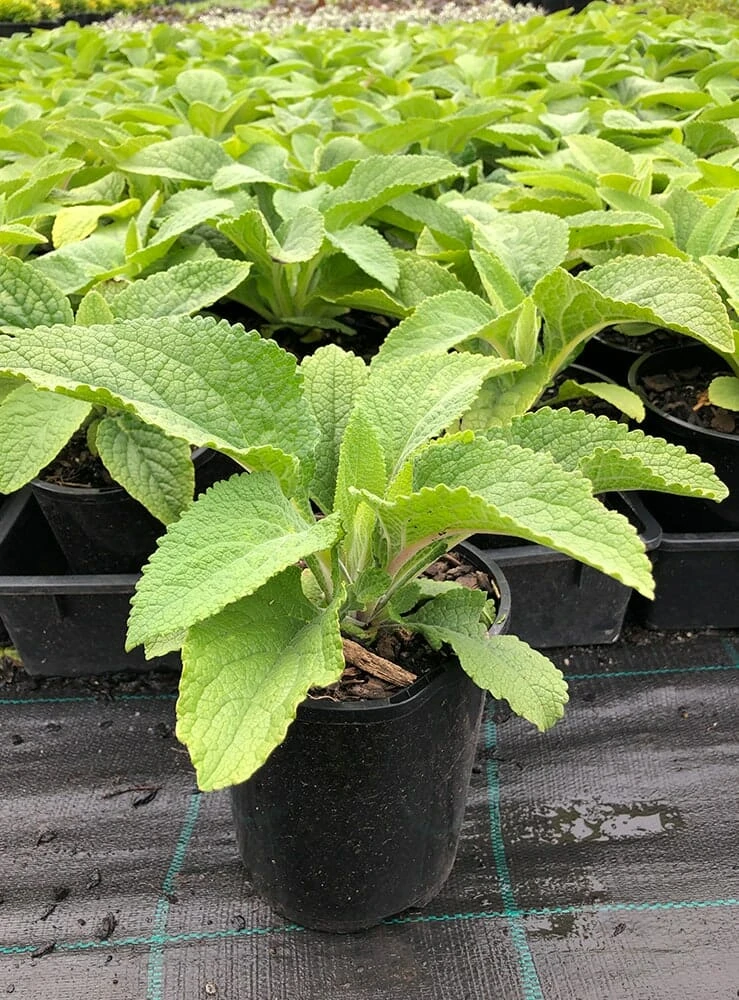 Digitalis ‘Foxgloves Excelsior Mix’ 4 Digitalis ‘Foxgloves Excelsior Mix’ - Image 2