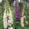 Digitalis ‘Foxgloves Excelsior Mix’ 2 Digitalis ‘Foxgloves Excelsior Mix’ -Planters Shop Hello Hello Plants Digitalis mix