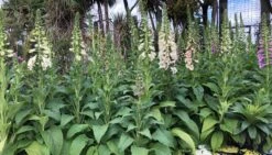 Digitalis ‘Foxgloves Excelsior Mix’ 8 Digitalis ‘Foxgloves Excelsior Mix’ -Planters Shop Hello Hello Plants Digitalis mix 2 scaled 1