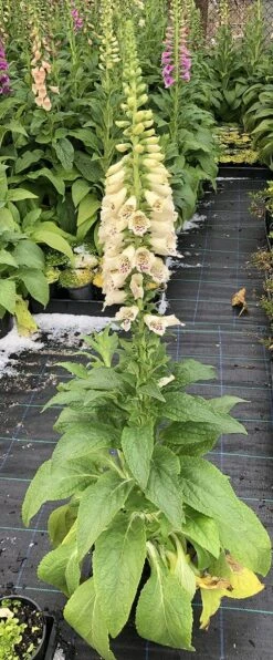Digitalis ‘Foxgloves Excelsior Mix’ 9 Digitalis ‘Foxgloves Excelsior Mix’ -Planters Shop Hello Hello Plants Digitalis mix 8in