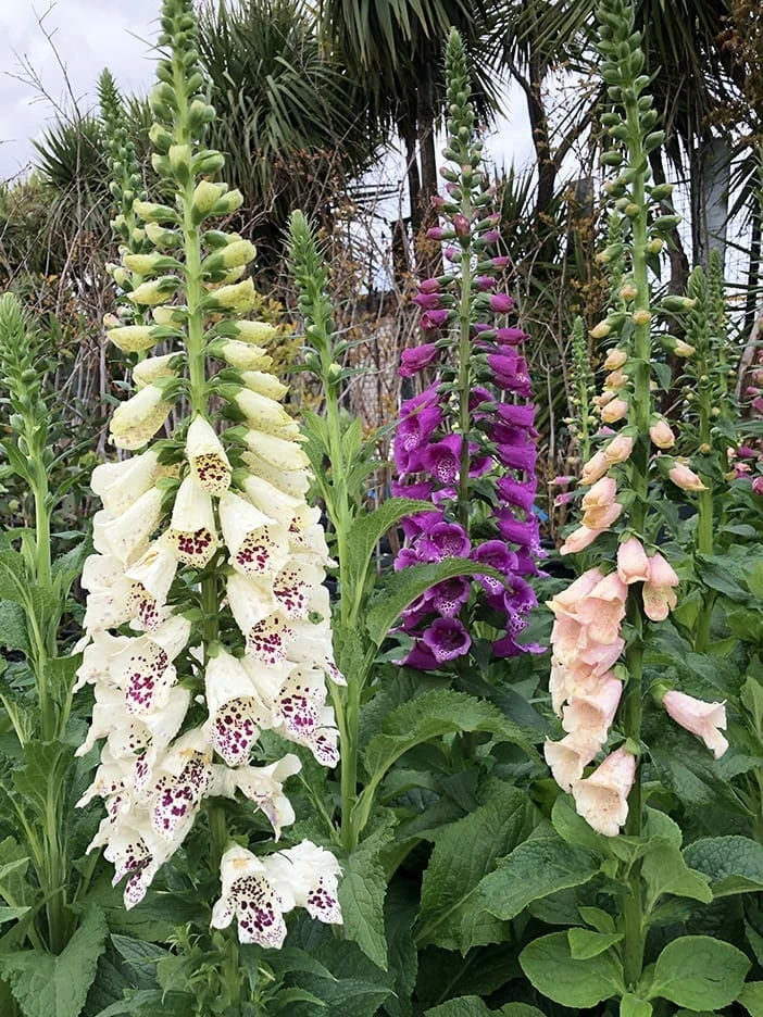 Digitalis ‘Foxgloves Excelsior Mix’ 3 Digitalis ‘Foxgloves Excelsior Mix’