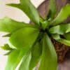 Platycerium ‘Elkhorn’ 6″ Pot (Hanging Basket) 2 Platycerium ‘Elkhorn’ 6″ Pot (Hanging Basket) -Planters Shop Hello Hello Plants Elkhorn Fern Staghorn Platycerium scaled 1