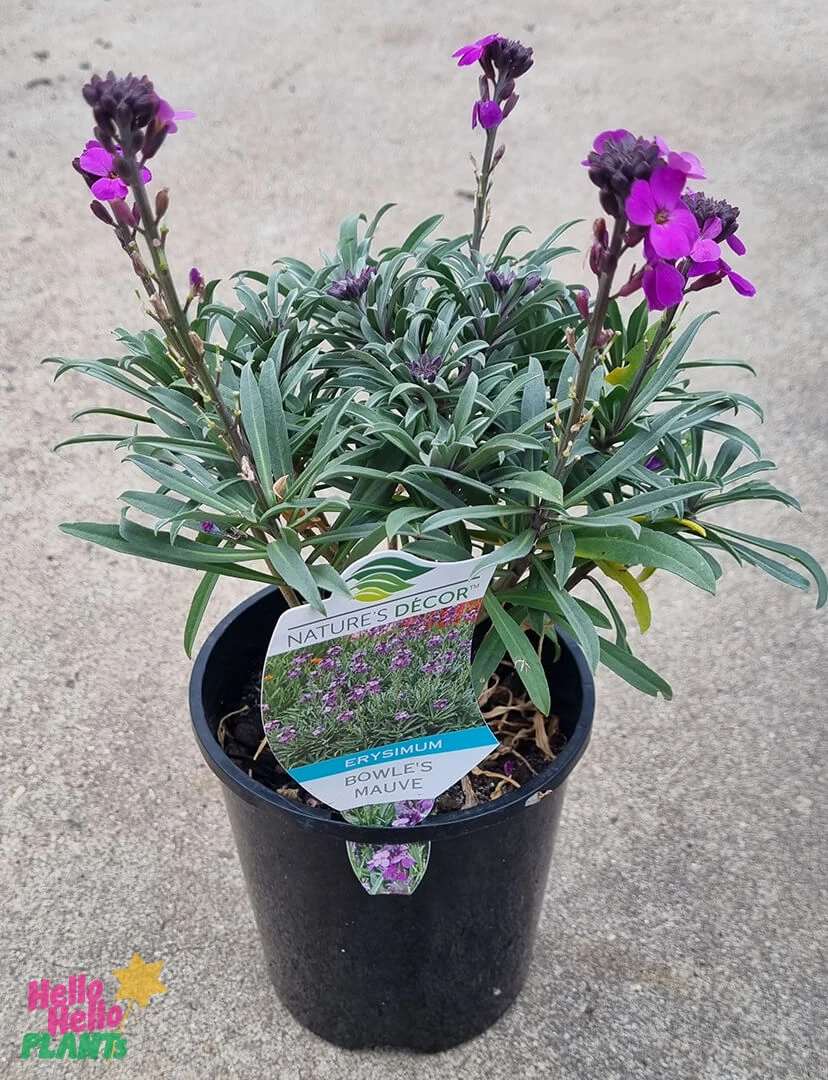 Erysimum ‘Bowles Me Away’ Wallflower 6″ Pot 4 Erysimum ‘Bowles Me Away’ Wallflower 6″ Pot - Image 2