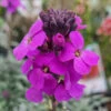 Erysimum ‘Bowles Me Away’ Wallflower 6″ Pot 2 Erysimum ‘Bowles Me Away’ Wallflower 6″ Pot -Planters Shop Hello Hello Plants Erysimum ‘Bowles Me Away Wallflower flower closeup