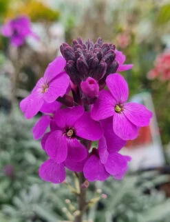 Erysimum ‘Bowles Me Away’ Wallflower 6″ Pot