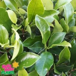 Ficus Hillii ‘Emerald’ 3ft Standard 8″ Pot -Planters Shop Hello Hello Plants Ficus microcarpa hillii Emerald foliage