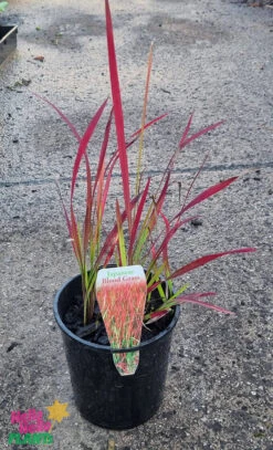Imperata ‘Japanese Blood Grass’ 6″ Pot 7 Imperata ‘Japanese Blood Grass’ 6″ Pot -Planters Shop Hello Hello Plants Imperata cylindrica rubra ‘Japanese Blood Grass 6″ Pot