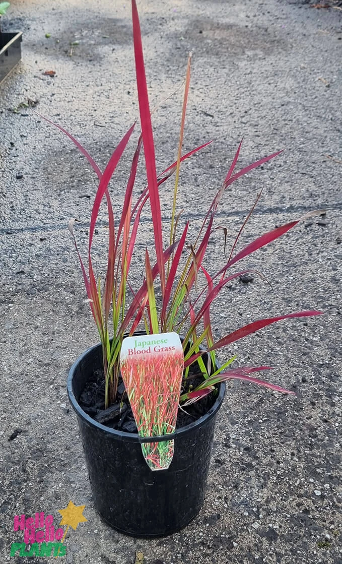 Imperata ‘Japanese Blood Grass’ 6″ Pot 5 Imperata ‘Japanese Blood Grass’ 6″ Pot - Image 3
