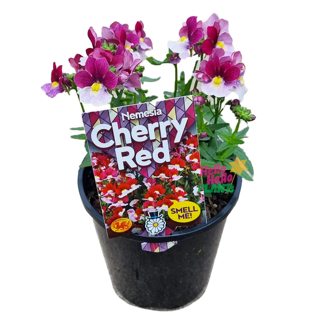 Nemesia ‘Cherry Red’ 6″ Pot 4 Nemesia ‘Cherry Red’ 6″ Pot - Image 2