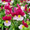 Nemesia ‘Cherry Red’ 6″ Pot 1 Nemesia ‘Cherry Red’ 6″ Pot -Planters Shop Hello Hello Plants Nemesia ‘Cherry Red Flowers