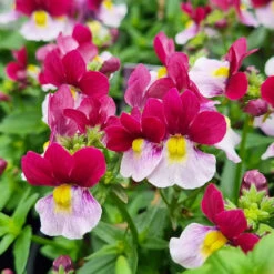 Nemesia ‘Cherry Red’ 6″ Pot