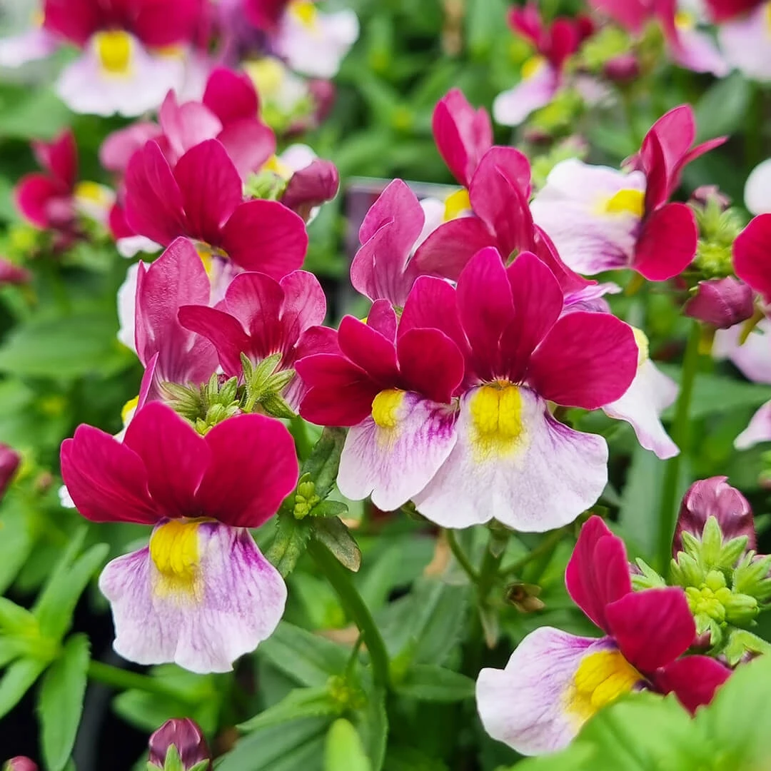 Nemesia ‘Cherry Red’ 6″ Pot 3 Nemesia ‘Cherry Red’ 6″ Pot