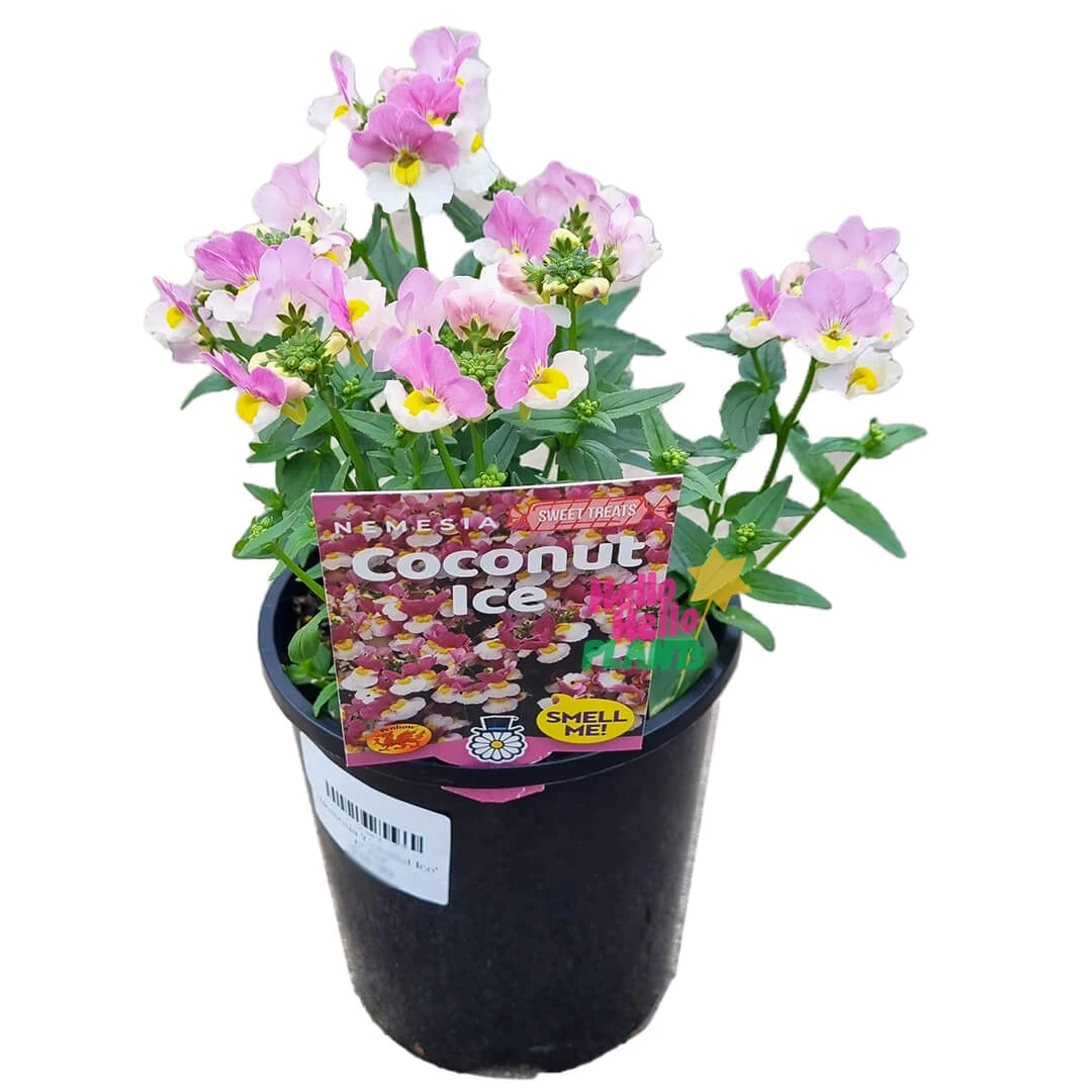 Nemesia ‘Coconut Ice’ 6″ Pot 4 Nemesia ‘Coconut Ice’ 6″ Pot - Image 2