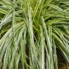 Carex ‘Feather Falls’ PBR -Planters Shop Hello Hello Plants Nursery Carex Feather Falls PBR foliage drooping