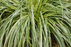Carex ‘Feather Falls’ PBR