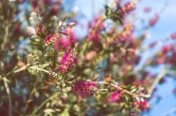 Callistemon ‘Candy Burst™’ Bottlebrush