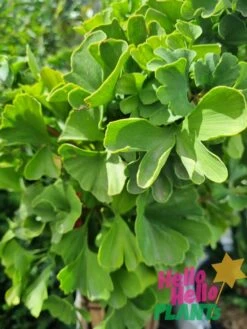 Ginkgo Mariken ‘Dwarf Maidenhair’ Standard 50cm 10″ Pot -Planters Shop Hello Hello Plants Nursery Melbourne Australia Ginkgo biloba Mariken Dwarf Maidenhair Tree foliage