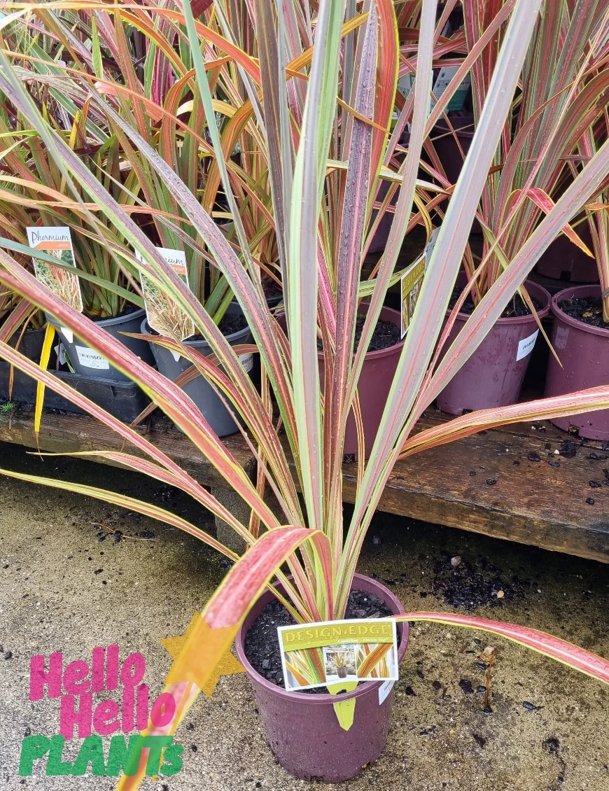 Cordyline ‘Electric Star™’ 5 Cordyline ‘Electric Star™’ - Image 3