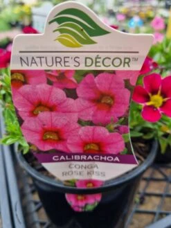 Calibrachoa ‘Conga™ Rose Kiss’ 6″ Pot 7 Calibrachoa ‘Conga™ Rose Kiss’ 6″ Pot -Planters Shop Hello Hello Plants Nursery Melbourne Victoria Australia Calibrachoa Conga Rose Kiss 6in Pot