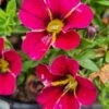 Calibrachoa ‘Conga™ Rose Kiss’ 6″ Pot -Planters Shop Hello Hello Plants Nursery Melbourne Victoria Australia Calibrachoa Conga Rose Kiss flowers
