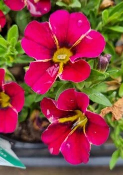 Calibrachoa ‘Conga™ Rose Kiss’ 6″ Pot