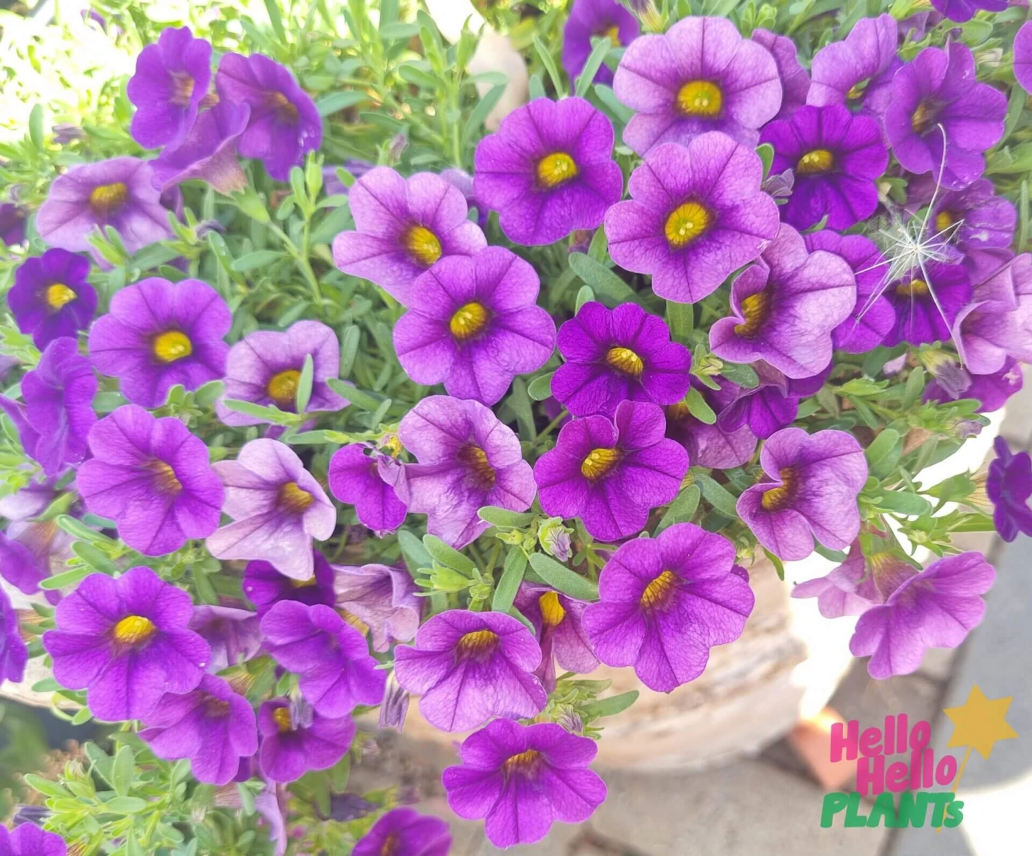 Calibrachoa ‘Purple’ 6″ Pot 7 Calibrachoa ‘Purple’ 6″ Pot - Image 5