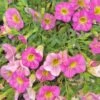 Calibrachoa ‘Pink’ 6″ Pot 2 Calibrachoa ‘Pink’ 6″ Pot -Planters Shop Hello Hello Plants Nursery Melbourne Victoria Australia Calibrachoa hybrida Pink