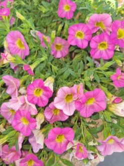 Calibrachoa ‘Pink’ 6″ Pot