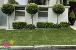 Ficus Hillii ‘Emerald’ 3ft Standard 8″ Pot -Planters Shop Hello Hello Plants Nursery Melbourne Victoria Australia Ficus hiillii Flash Standard Topiary