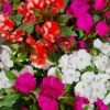 Impatiens Mix 1 Impatiens Mix -Planters Shop Hello Hello Plants Nursery Melbourne Victoria Australia Impatients Mix scaled 1