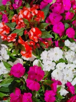 Impatiens Mix