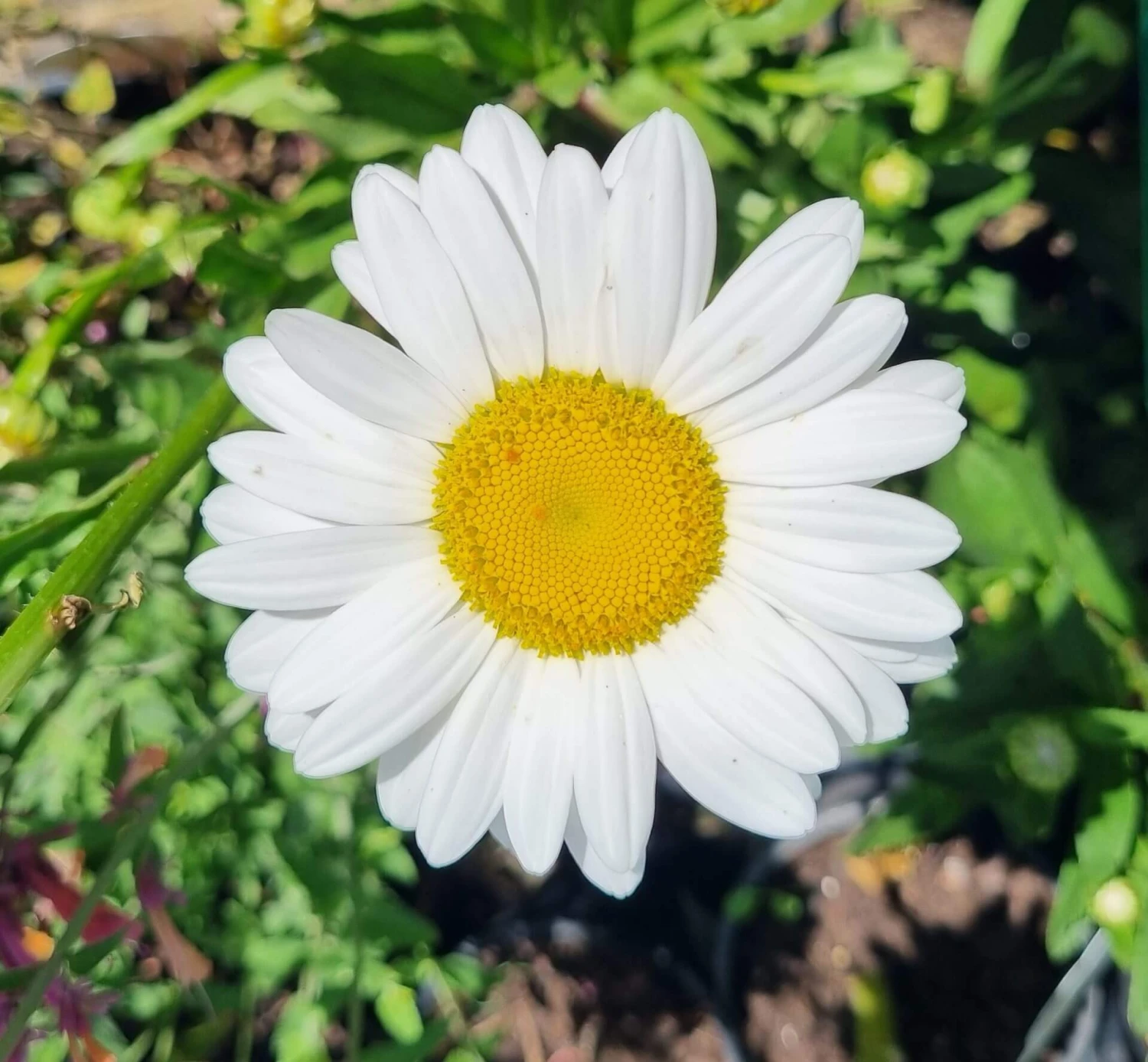 Leucanthemum ‘Shasta Daisy’ 4 Leucanthemum ‘Shasta Daisy’ - Image 2