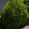Thuja ‘Golden Biota’ Conifer 1 Thuja ‘Golden Biota’ Conifer -Planters Shop Hello Hello Plants Nursery Melbourne Victoria Australia Thuja orientalis Aurea Nana golden biota Conifer