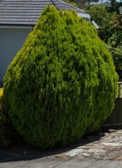 Thuja ‘Golden Biota’ Conifer
