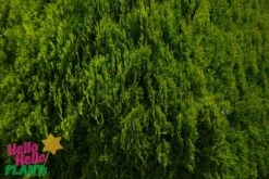 Thuja ‘Golden Biota’ Conifer -Planters Shop Hello Hello Plants Nursery Melbourne Victoria Australia Thuja orientalis Aurea Nana golden biota conifer foliage close up