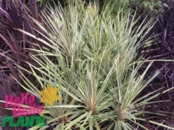 Cordyline ‘Can Can’ 7 Cordyline ‘Can Can’ -Planters Shop Hello Hello Plants Nursery melbourne Victoria Australia Cordyline australis Can Can foliage