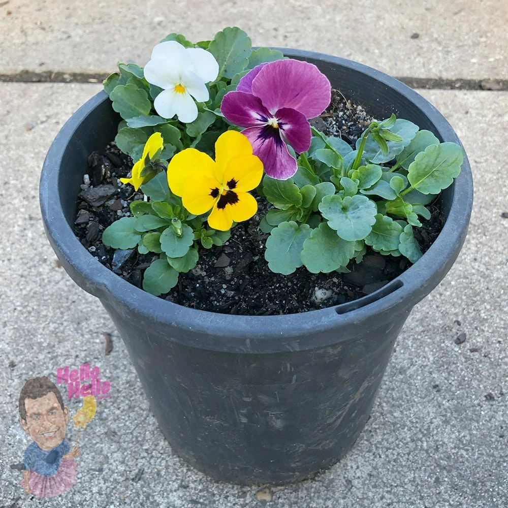 Viola Annual 7″ Pot 4 Viola Annual 7″ Pot - Image 2