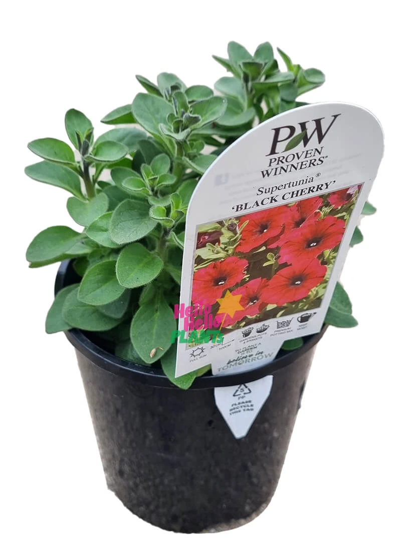 Petunia Supertunia® ‘Black Cherry’ 6″ Pot 4 Petunia Supertunia® ‘Black Cherry’ 6″ Pot - Image 2