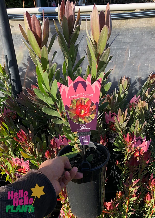 Leucadendron ‘Fantasy™ Sunset’ 6″ Pot 4 Leucadendron ‘Fantasy™ Sunset’ 6″ Pot - Image 2