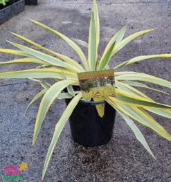 Yucca ‘Citrus Twist’ 8″ Pot 7 Yucca ‘Citrus Twist’ 8″ Pot -Planters Shop Hello Hello Plants Yucca glorosia ‘Citrus Twist 7″ Pot