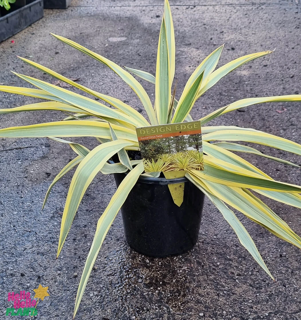 Yucca ‘Citrus Twist’ 8″ Pot 5 Yucca ‘Citrus Twist’ 8″ Pot - Image 3