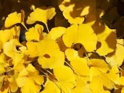 Ginkgo Mariken ‘Dwarf Maidenhair’ Standard 50cm 10″ Pot -Planters Shop Hello Hello plants Ginkgo biloba mariken dwarf ginkgo melbourne 2