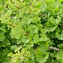 Ginkgo Mariken ‘Dwarf Maidenhair’ Standard 50cm 10″ Pot