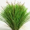 Lomandra ‘Lime Tuff’ -Planters Shop Hello Hello plants nursery melbourne australia lomandra lime tuff