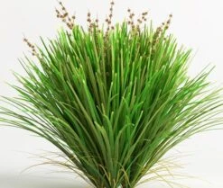 Lomandra ‘Lime Tuff’