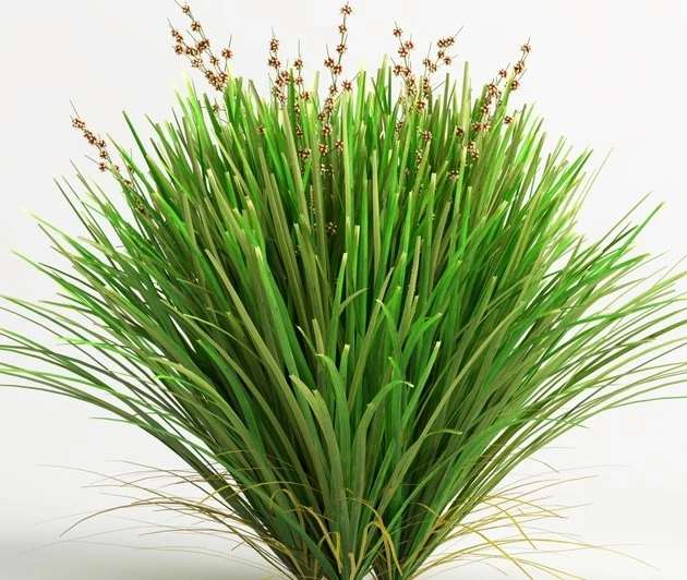 Lomandra ‘Lime Tuff’ 3 Lomandra ‘Lime Tuff’
