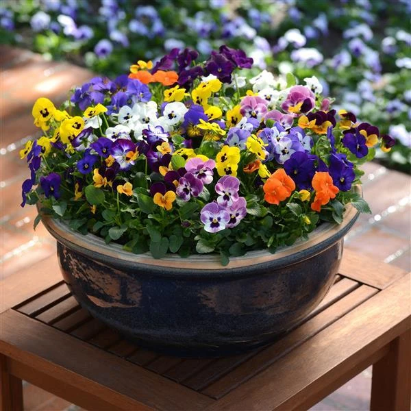 Viola Annual 7″ Pot 5 Viola Annual 7″ Pot - Image 3