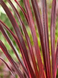 Cordyline ‘Salsa’ 7″ Pot 5 Cordyline ‘Salsa’ 7″ Pot - Image 3