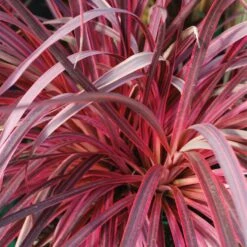 Cordyline ‘Salsa’ 7″ Pot